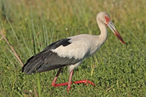 Maguari Stork (Ciconia maguari) adult, wading in wetland, Ibera Marshes, Corrientes, Argentina, november