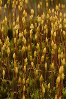Mosses Prints: Maiden Hair Moss (Polytrichum commune) fruiting capsules