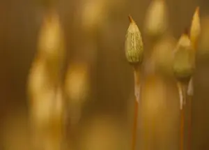 Maiden Hair Moss (Polytrichum commune) fruiting capsules, growing in peat bog, Derbyshire, England, april