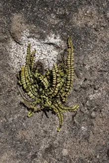 Fern Prints: Maidenhair Spleenwort (Asplenium trichomanes) on a rock wall, Isle of Jura, Scotland