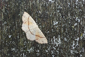 Geometridae Prints: Maiden's Blush (Cyclophora punctaria) adult, Essex, England