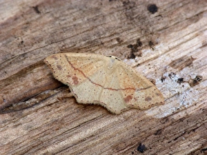 Geometridae Prints: Maidens Blush (Cyclophora punctaria) adult male