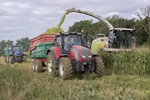 Trailer Prints: Maize (Zea mays) crop, Cls forage harvester harvesting field