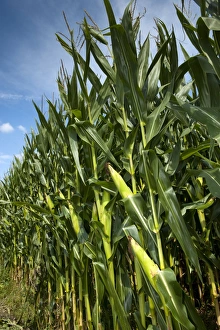Eastern Seaboard Prints: Maize (Zea mays) crop, cobs on stalks in field, Pennsylvania, U. S. A. september