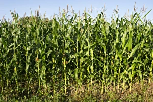 Maize Prints: Maize (Zea mays) crop, flowering in field, Narke, Svealand, Sweden, august