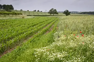 Maize Prints: Maize (Zea mays) crop, growing in field margin at edge of Barley (Hordeum vulgare) crop
