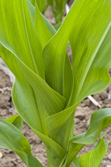 Sweet Corn Prints: Maize (Zea mays) crop, grown for silage, close-up of leaves, Oxfordshire, England, june