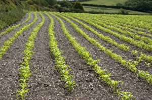 Sweet Corn Prints: Maize (Zea mays) crop, grown for silage