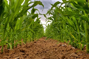 Maize (Zea mays) crop, grown for silage, rows in field, Oxfordshire, England, june
