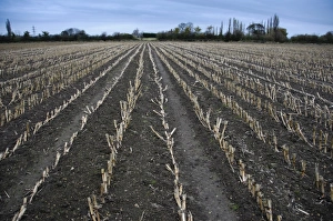 Gloucestershire Prints: Maize (Zea mays) crop, harvested field, Slimbridge, Gloucestershire, England, january