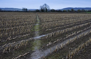 Gloucestershire Prints: Maize (Zea mays) crop, harvested field with footpath