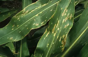 Sweet Corn Prints: Maize (Zea mays) crop, leaves damaged by Northern Leaf Blight (Exserohilum turcicum)