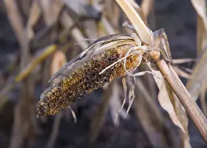 Rains Prints: Maize (Zea mays) crop, rain-affected and failed cob of feed maize