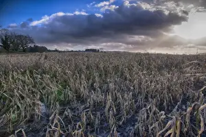 Rains Prints: Maize (Zea mays) crop, rain-affected and failed field of feed maize