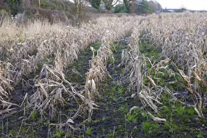 Maize (Zea mays) crop, rain-affected and failed field of feed maize, Houghton, Lancashire, England, December