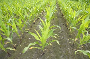 Growth Prints: Maize (Zea mays) crop, young plants growing in rows, Sweden