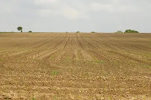 Seedling Prints: Maize (Zea mays) crop, young seedlings growing in field