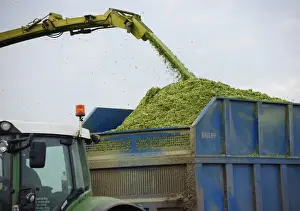 Trailer Prints: Maize (Zea mays) Duo crop, close-up of Krone forage harvester spout loading trailer