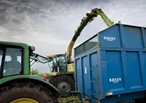 Trailer Prints: Maize (Zea mays) Duo crop, Krone forage harvester cutting and loading trailer