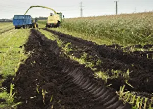 Trailer Prints: Maize (Zea mays) Duo crop, soil in field cut up during harvest because of wet conditions