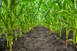Sweet Corn Prints: Maize (Zea mays) forage crop, grown for dairy cows