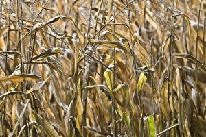 Game Prints: Maize (Zea mays) gamecover crop, for cover on pheasant shoot, Dorset, England, november