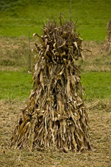 Rumania Prints: Maize (Zea mays) stook in field