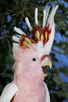 Australia Prints: Major Mitchell's Cockatoo (Lophochroa leadbeateri) adult