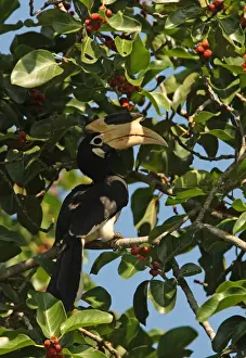 Hornbill Prints: Malabar Pied Hornbill (Anthracoceros coronatus) adult