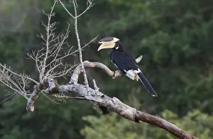 Sri Lanka Prints: Malabar Pied Hornbill (Anthracoceros coronatus) adult male