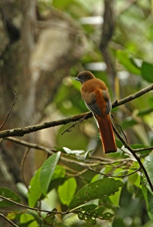 Sinharaja Prints: Malabar Trogon (Harpactes fasciatus) adult female