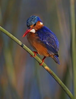 Horn Of Africa Prints: Malachite Kingfisher (Alcedo cristata) adult
