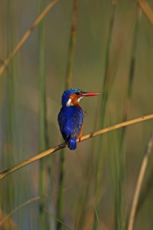 Malachite Kingfisher (Alcedo cristata) adult, perched on stem, Lake Awassa, Great Rift Valley, Ethiopia