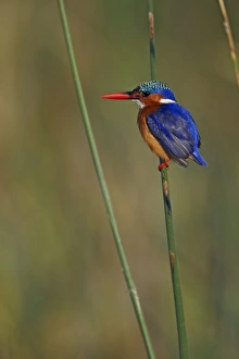 Malachite Kingfisher (Alcedo cristata) adult, perched on stem, Lake Awassa, Great Rift Valley, Ethiopia