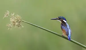 Malachite Kingfisher (Alcedo cristata) Juvenile perched on reed stem - Lake Baringo, Kenya