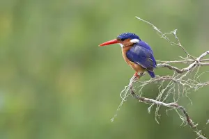 Kingfishers Prints: Malachite Kingfisher (Corythornis cristatus) adult