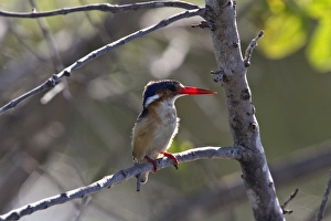 Delta Prints: malachite kingfisher - Okavango delta, botswana