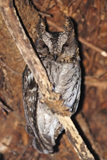 Madagascar Prints: Malagasy Scops-owl (Otus rutilus) adult