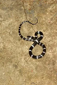 Reptile Prints: Malayan Banded Wolf Snake (Lycodon subcinctus) adult