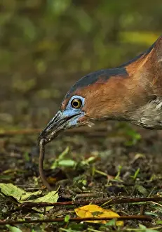 Malayan Night-heron (Gorsachius melanolophus) adult, close-up of head, feeding on earthworm, Taiwan, April