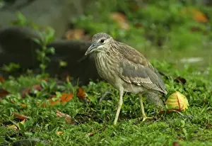 Rains Prints: Malayan Night-heron (Gorsachius melanolophus) immature