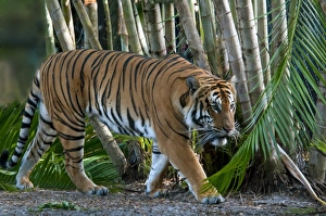 Tigers Prints: Malayan Tiger (Panthera tigris jacksoni) adult, walking (captive)