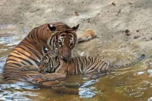 Tigers Prints: Malayan Tiger (Panthera tigris jacksoni) adult female with cub