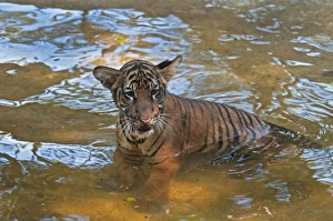 Tigers Prints: Malayan Tiger (Panthera tigris jacksoni) cub, standing in water, captive