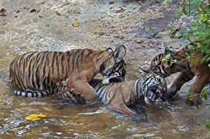 Tigers Prints: Malayan Tiger (Panthera tigris jacksoni) three cubs