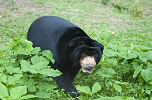 Bear Prints: Malaysian Sun Bear (Helarctos malayanus) adult