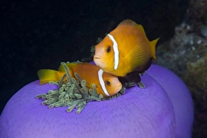 Anniversary Prints: Maldive Anemonefish in Magnificent Anemone