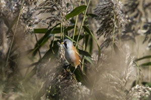 Male Bearded Tit on reeds. Minsmere Suffolk