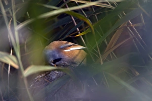 Male Bearded Tit on reeds. Minsmere Suffolk