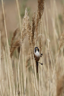 Ttit Prints: Male Beared Tit on reeds, Minsmere Suffolk